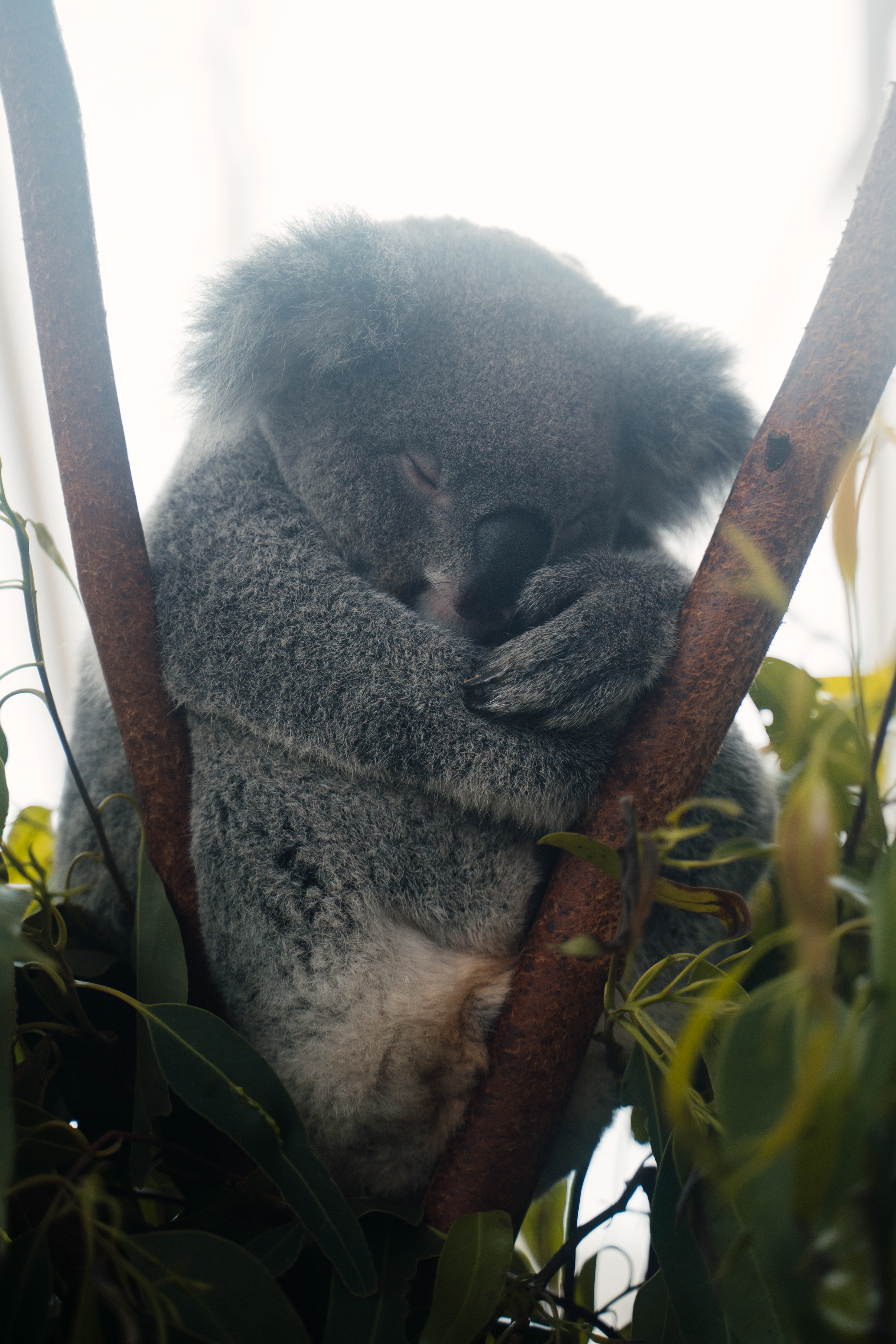 Koala Sleepy