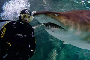 Shark Dive Xtreme 3 1